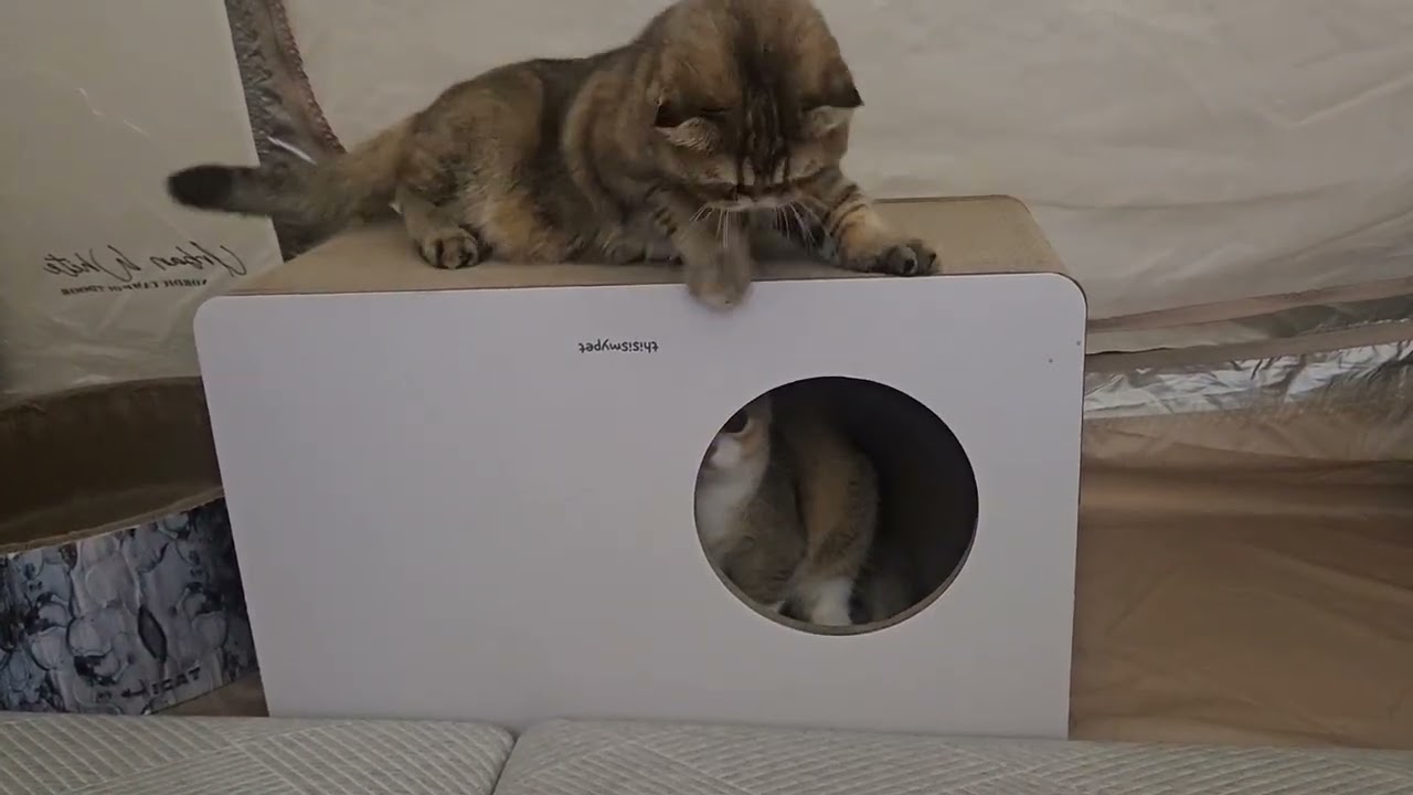 대형스크래처 삿더니...집안 전쟁 시작 😹