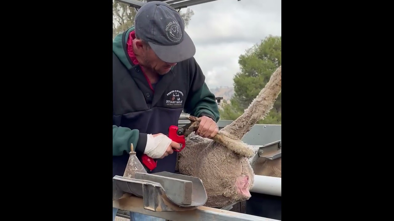 Heiniger Felco 834H Hoof Trimmer Cordless Demo  #farming #sheep #cow #felco