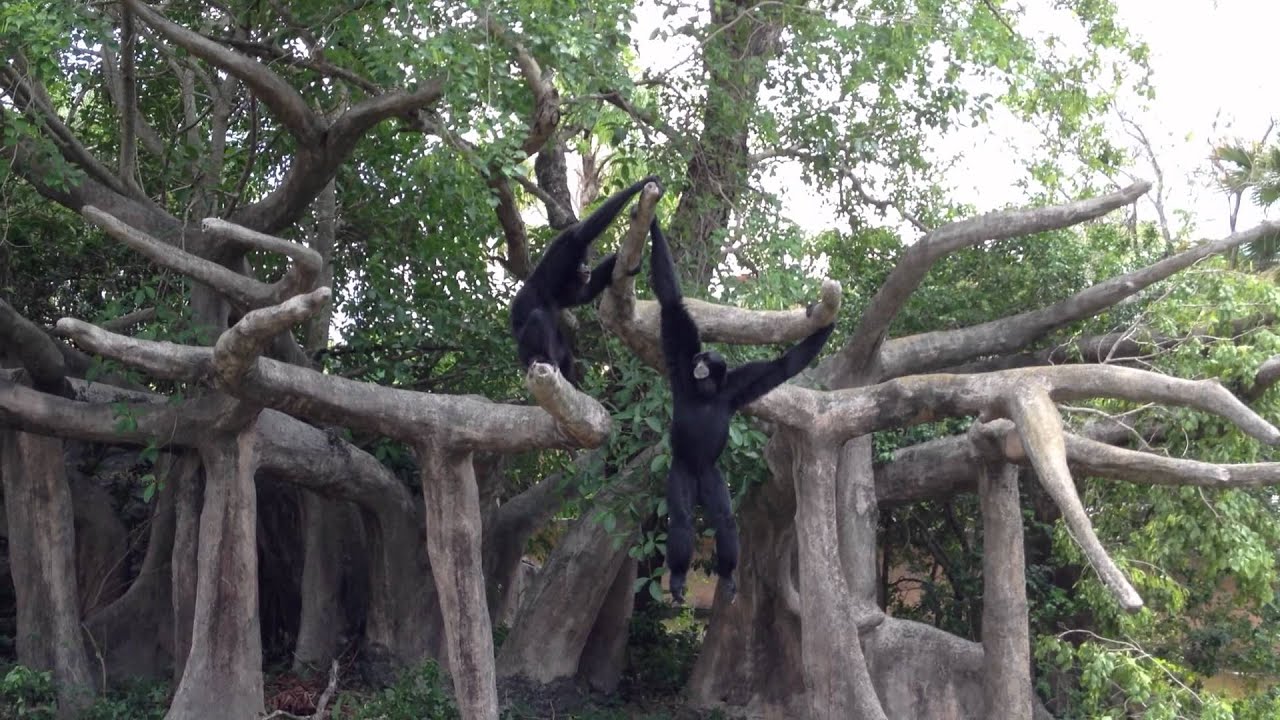Siamang Gibbons Symphony at Zoo Miami