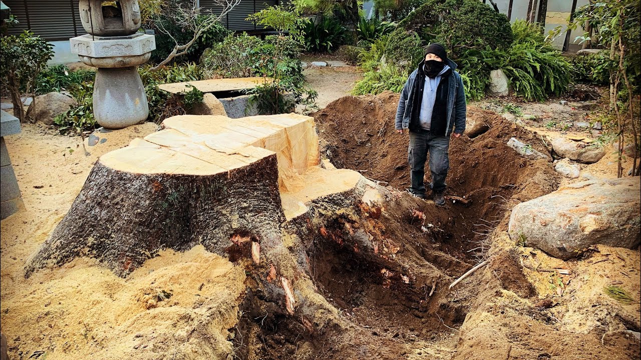 巨大なクスノキの抜根！！　The root of a huge camphor tree! !!