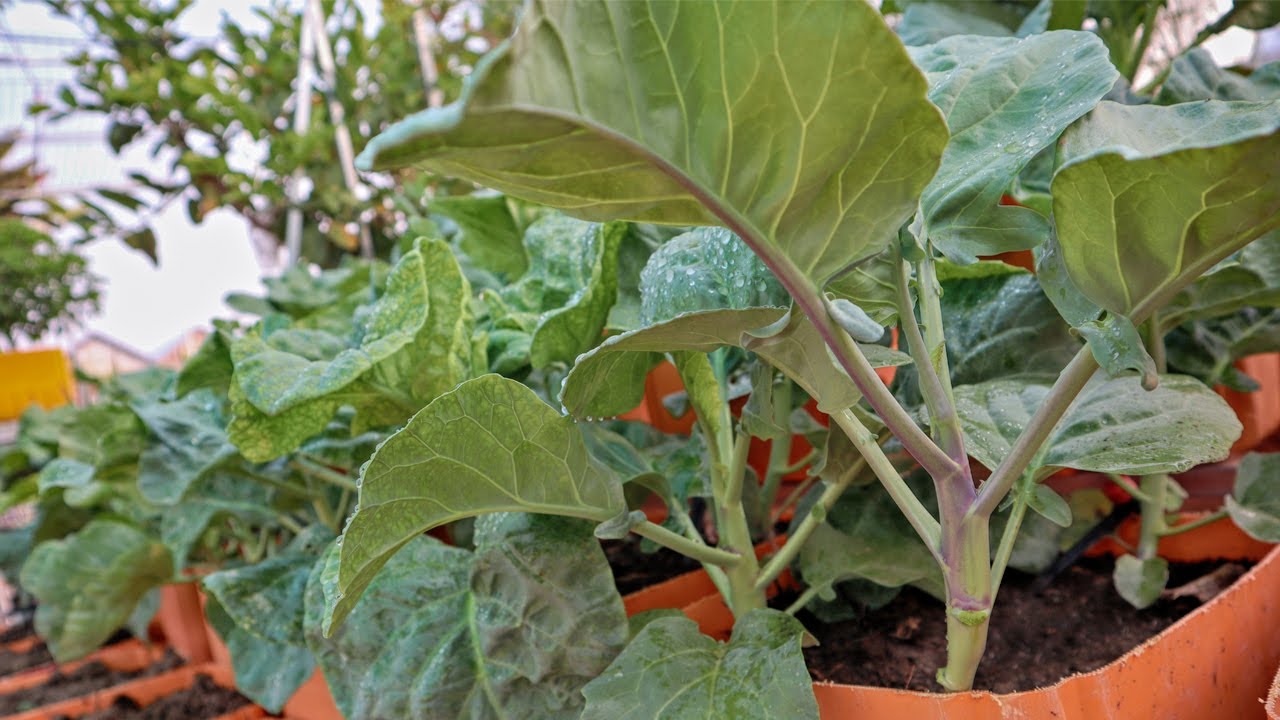 Easy grow Kailan in a small pots on rooftop garden
