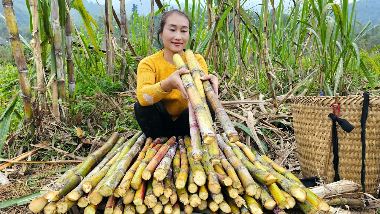 Harvest sugarcane and bring it to market to sell - Taking care of pets | Ly Thi Tam