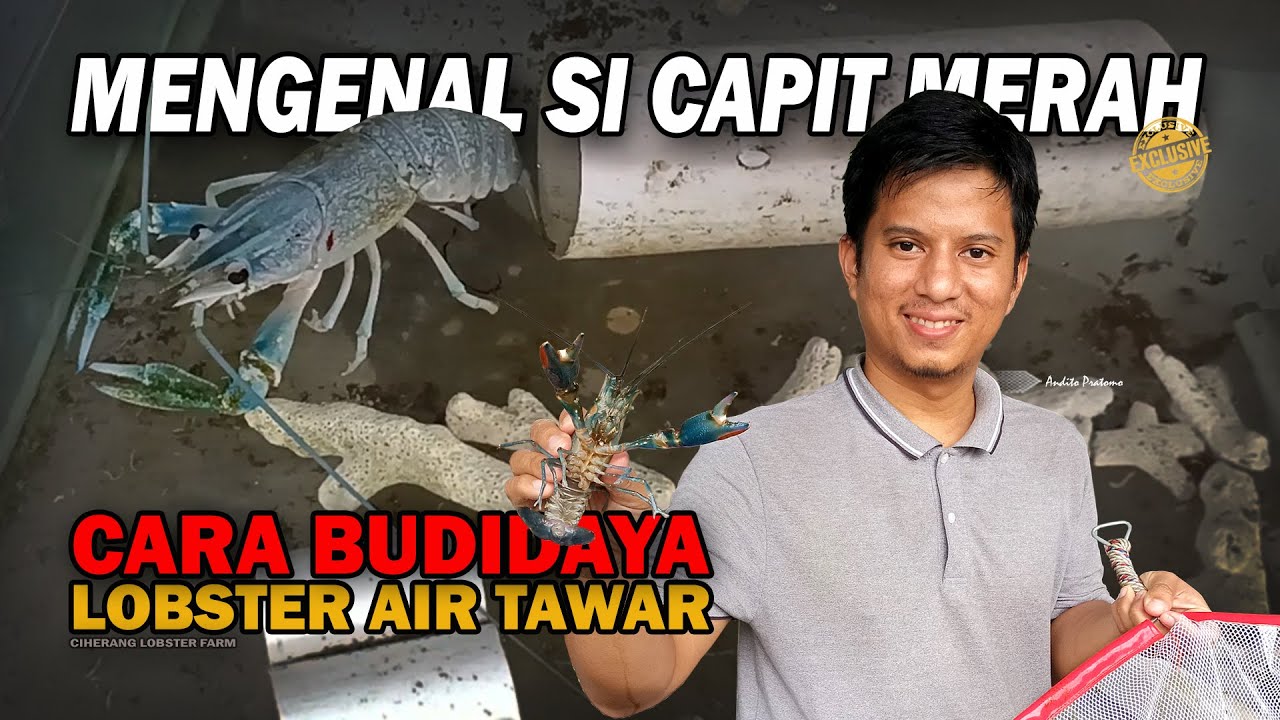 MENGENAL BUDIDAYA LOBSTER AIR TAWAR RED CLAW DAN CARA BREEDING-NYA | CIHERANG LOBSTER FARM