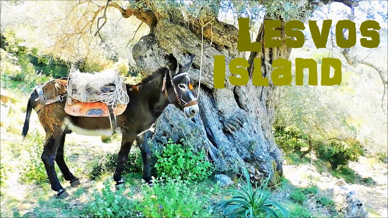 A Donkey Ride To The Monumental Olive Tree of Lesvos island in Greece | Spring on a Greek island