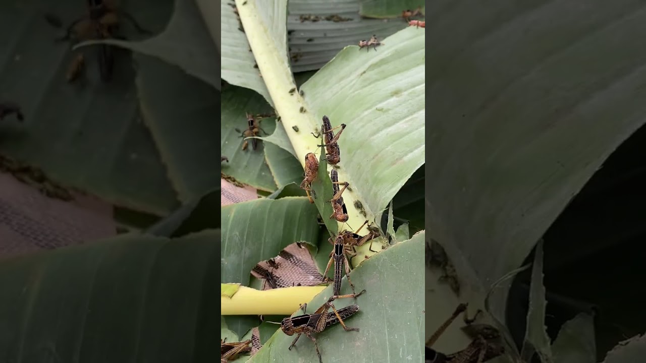 Why I Keep a Grasshopper as a Pet 🧐🦗 #PetFacts #InsectPet