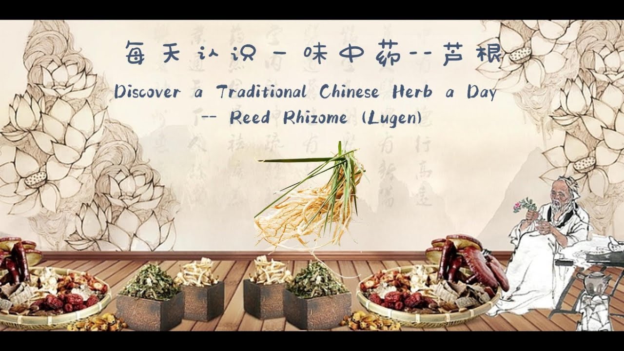 每天认识一味中药--芦根 | 中医揭秘：芦根的清热解毒妙用！