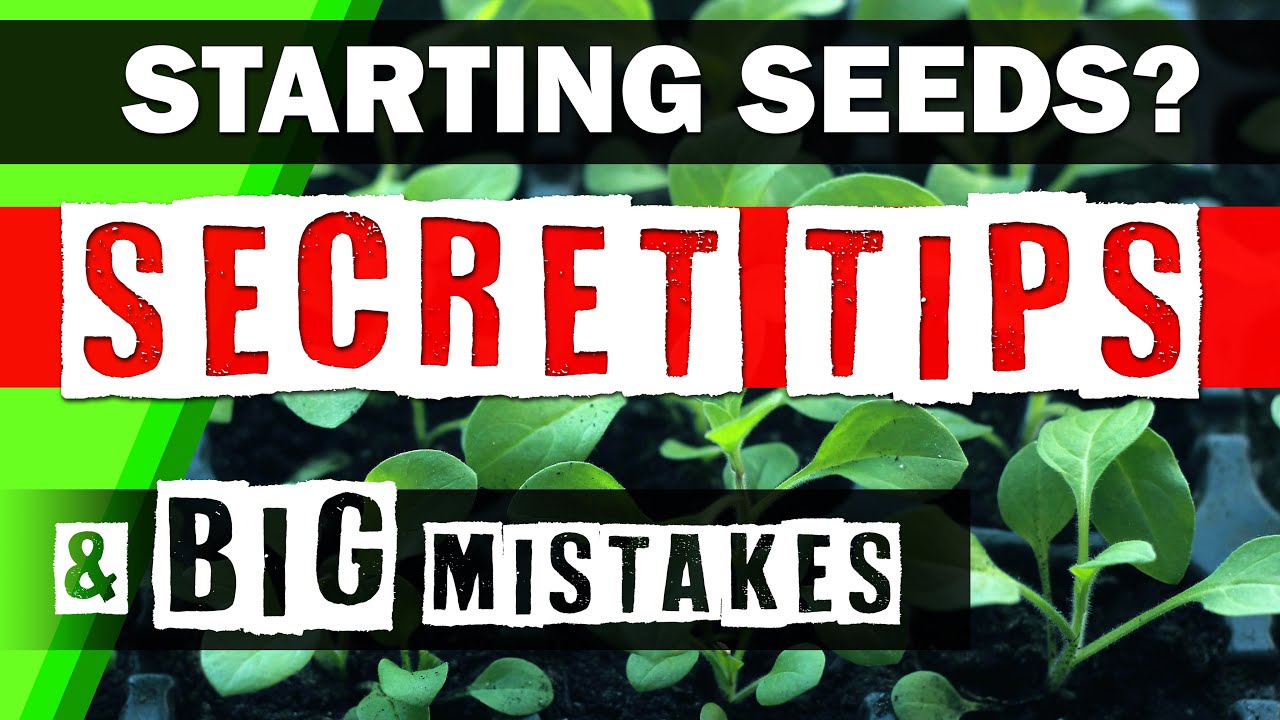 How to Start Seeds - Seed Starting Tips & Big Mistakes 🌱