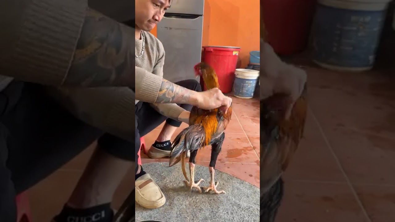 Hello Anh Em thăm gà khét Anh Cường đúc mái tại Lào Cai nào
