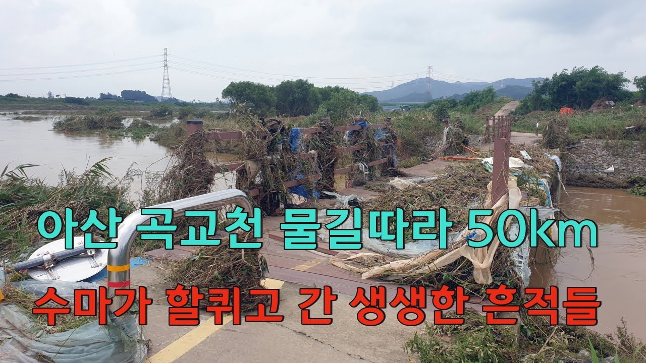아산 곡교천 충무교에서 물길따라 50km 수마가 할퀴고 간 생생한 흔적들 / 2020.08.04 현황