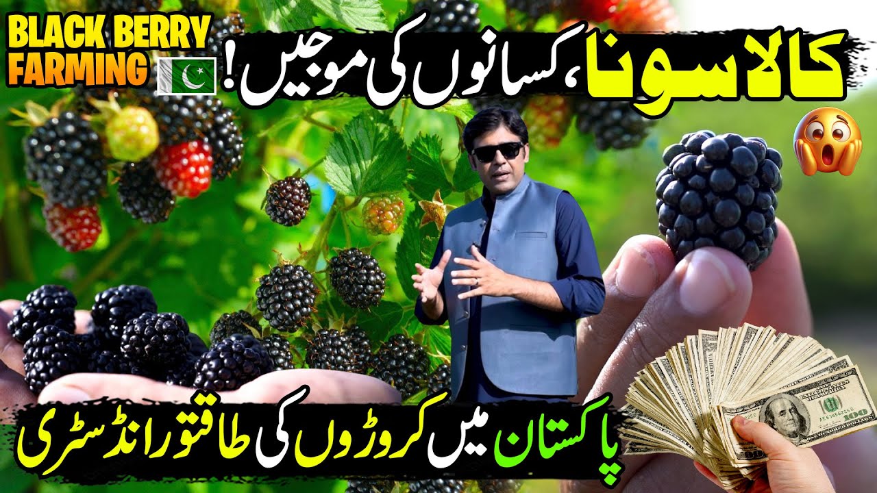 Black Berry Farming in Pakistan | High Profit Crop in Punjab | Kissan Ka Pakistan