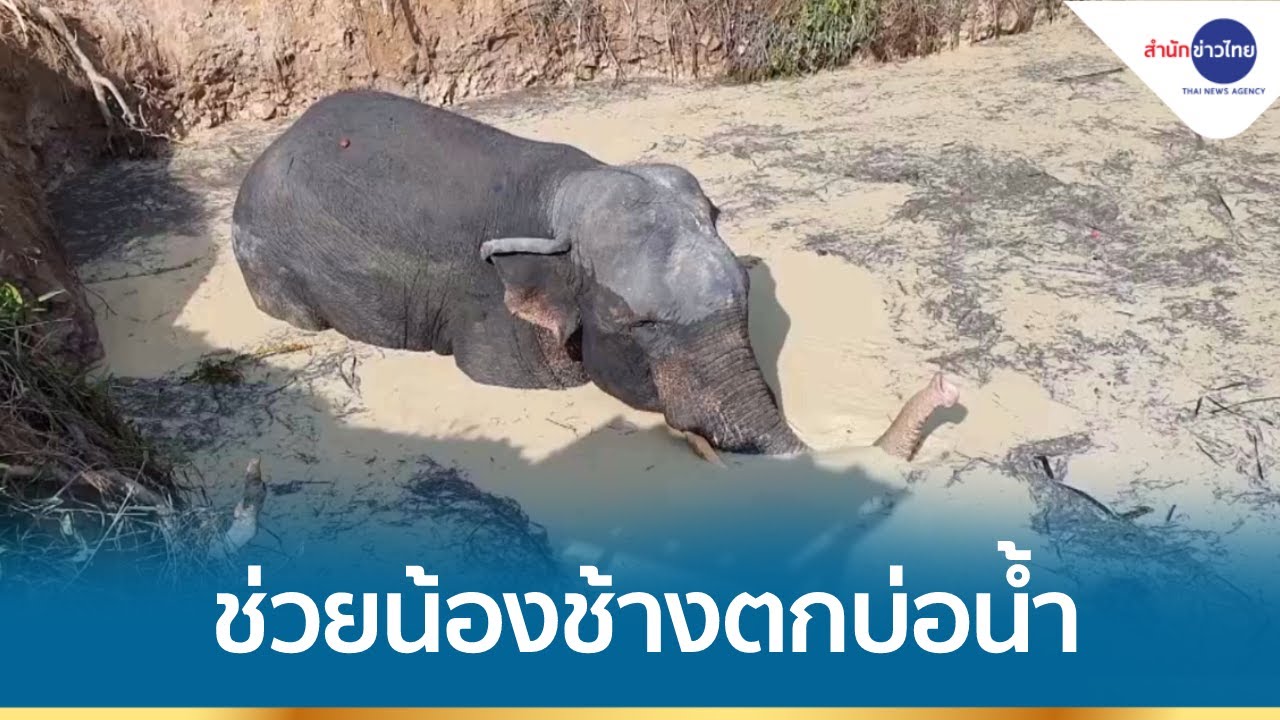 ช่วยช้างป่าตกบ่อน้ำในสวนผลไม้