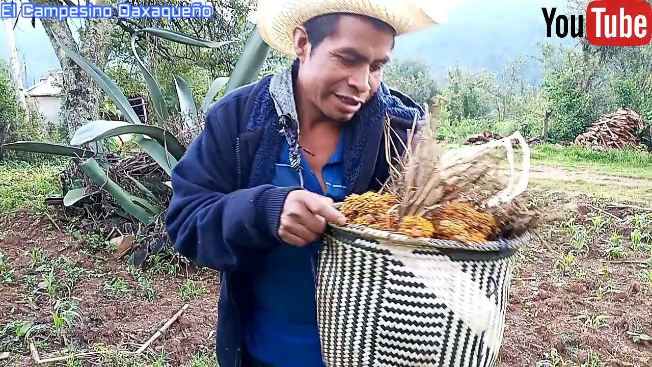 Asi se siembran las flores de cempasuchil para la fiesta de todosantos