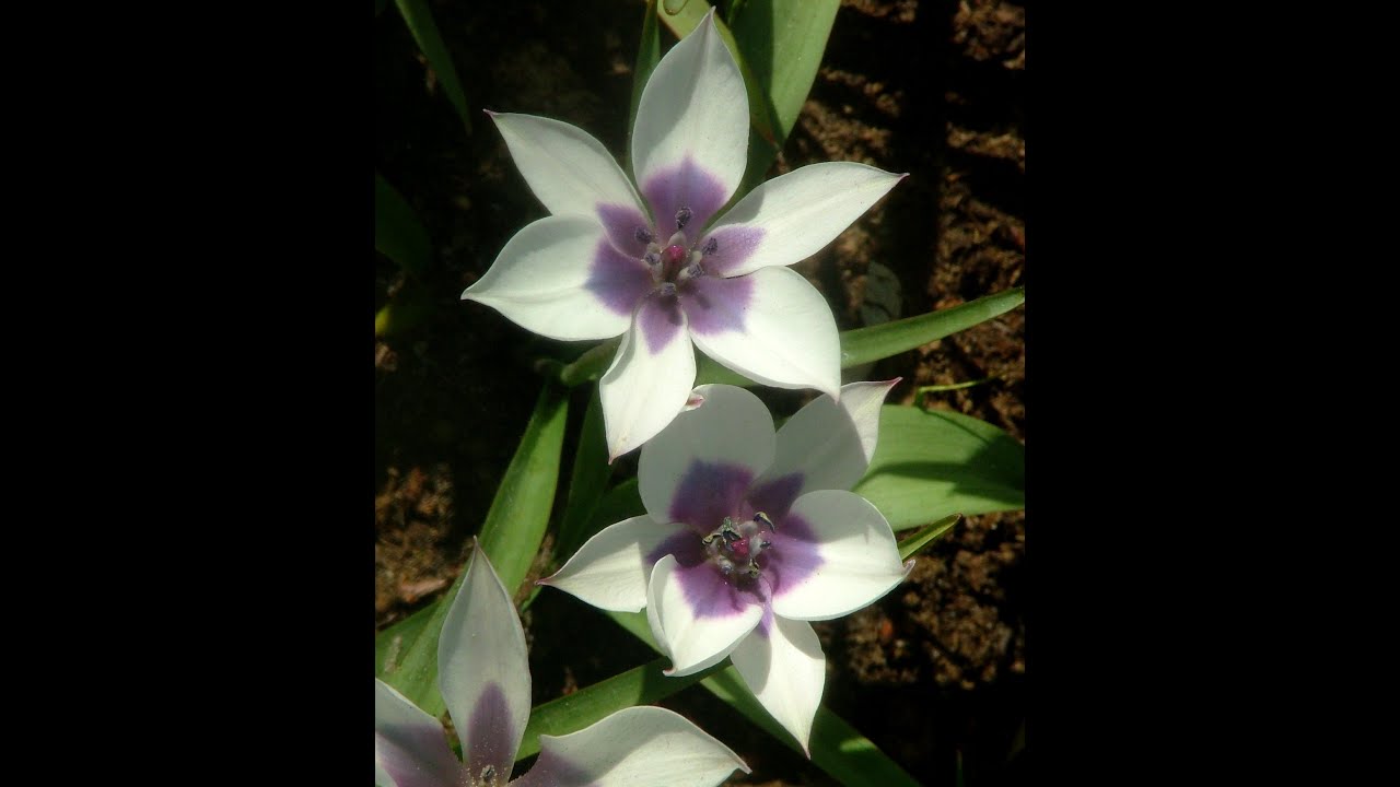 Species Tulip Humilis Alba Coerulea Oculata-Planting & Nurturing This Extraordinary Heirloom Plant