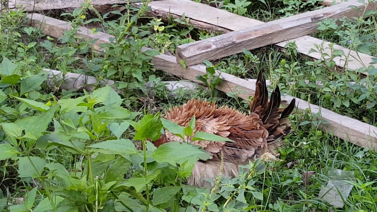 Funny chicken hair