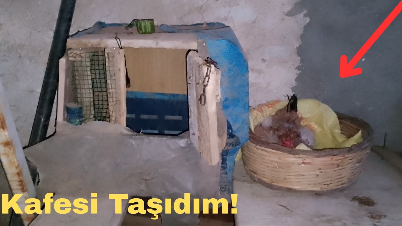Gurk Tavuğa Döl Kontrolü.!/-Kafesi Taşıdım.!