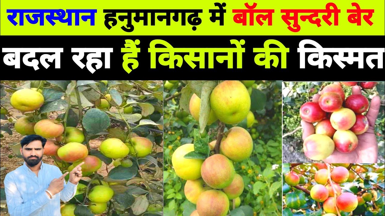 बॉल सुन्दरी एप्पल बेर|| ball sundari apple ber ki kheti || #ballsundariber