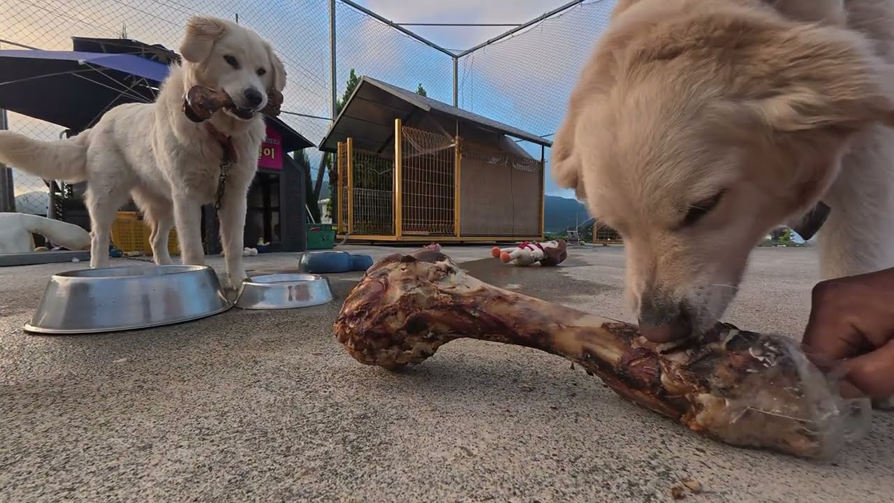 슈퍼 미제 뼈다귀 ? 오함마가 필요 하다