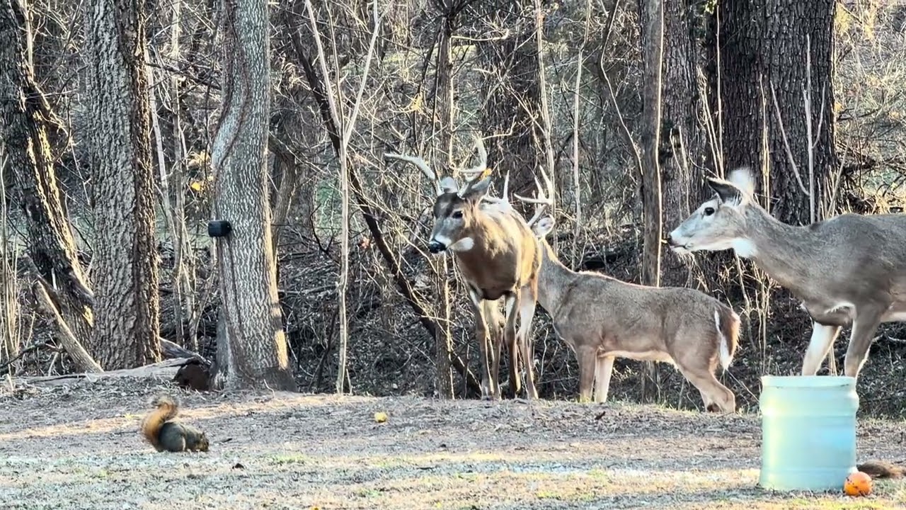 Whitetail Deer And Bucks And Wild Turkeys Appear On 1/6/26!