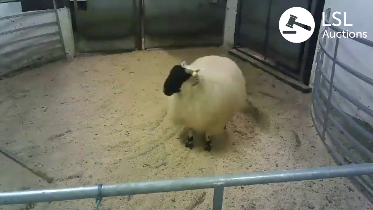 LSL Auctions - Great Ewe Lamb sale at Brockagh Cloghan Mart - LSLAuctions.com