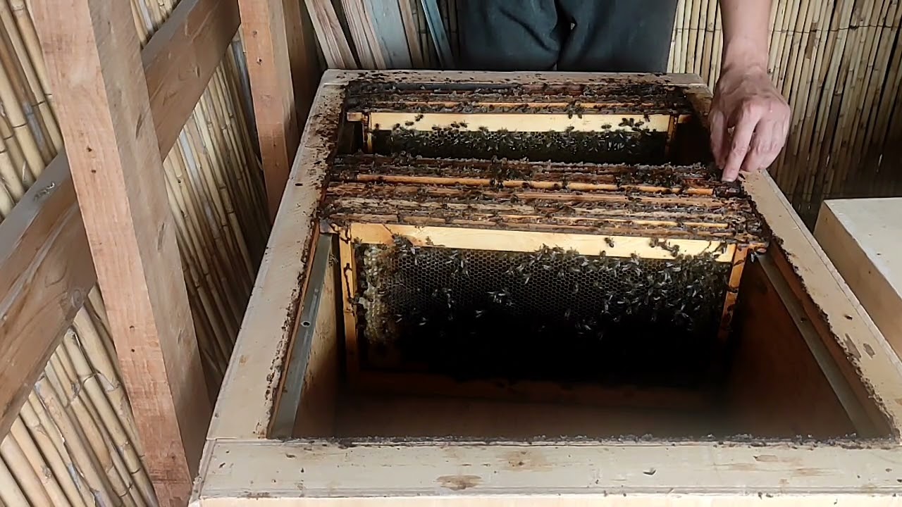 تقرير الخلية الأولى نجم النثرة 15محرم 1444