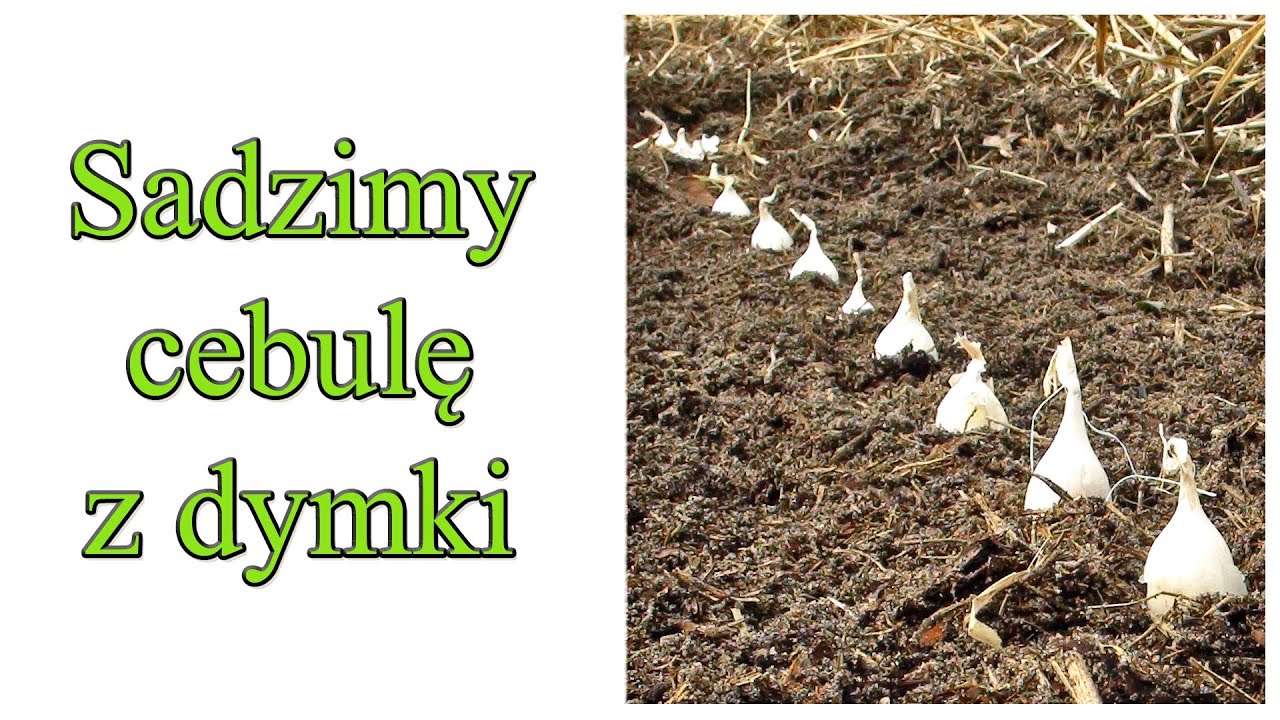 Sadzimy cebulę z dymki