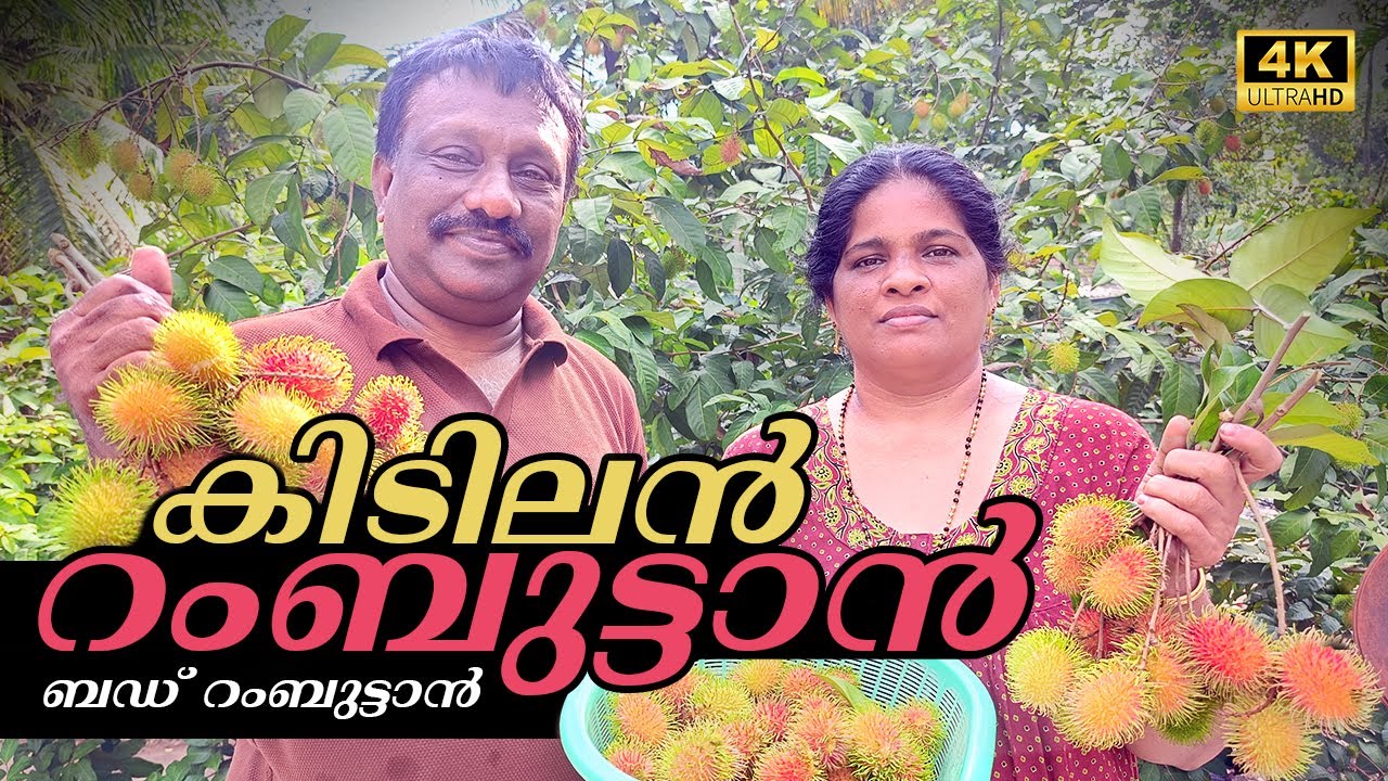 വീട്ടിലെ കിടിലൻ റമ്പൂട്ടാൻ#keralafarming #villagefarming ￼#organicfarming  #fruit #villagelife