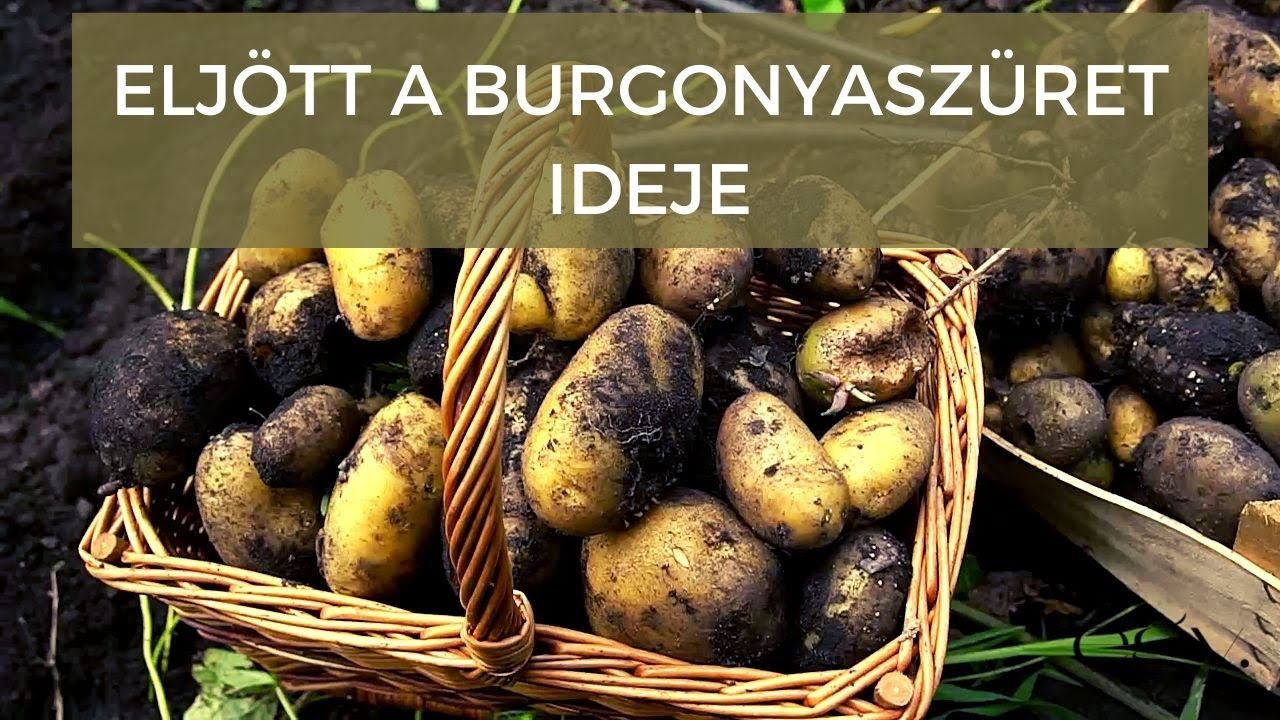 Borbás Marcsi: Kertem - Burgonyaszüret (22. rész)