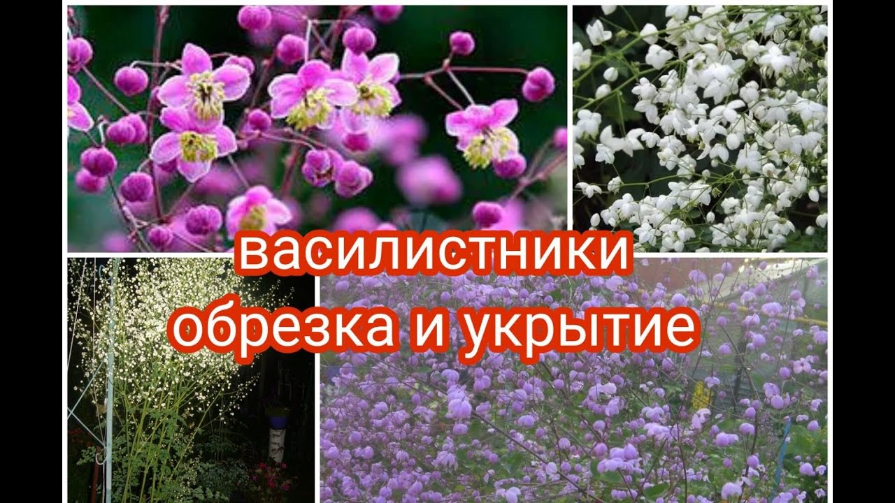 ВАСИЛИСТНИКИ. ОБРЕЗКА И УКРЫТИЕ ВАСИЛИСТНИКОВ.