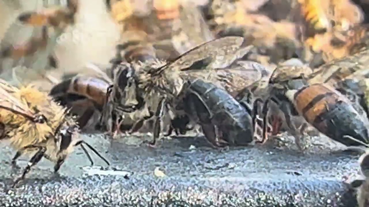 BEE LOVE 🤍🐝🤍