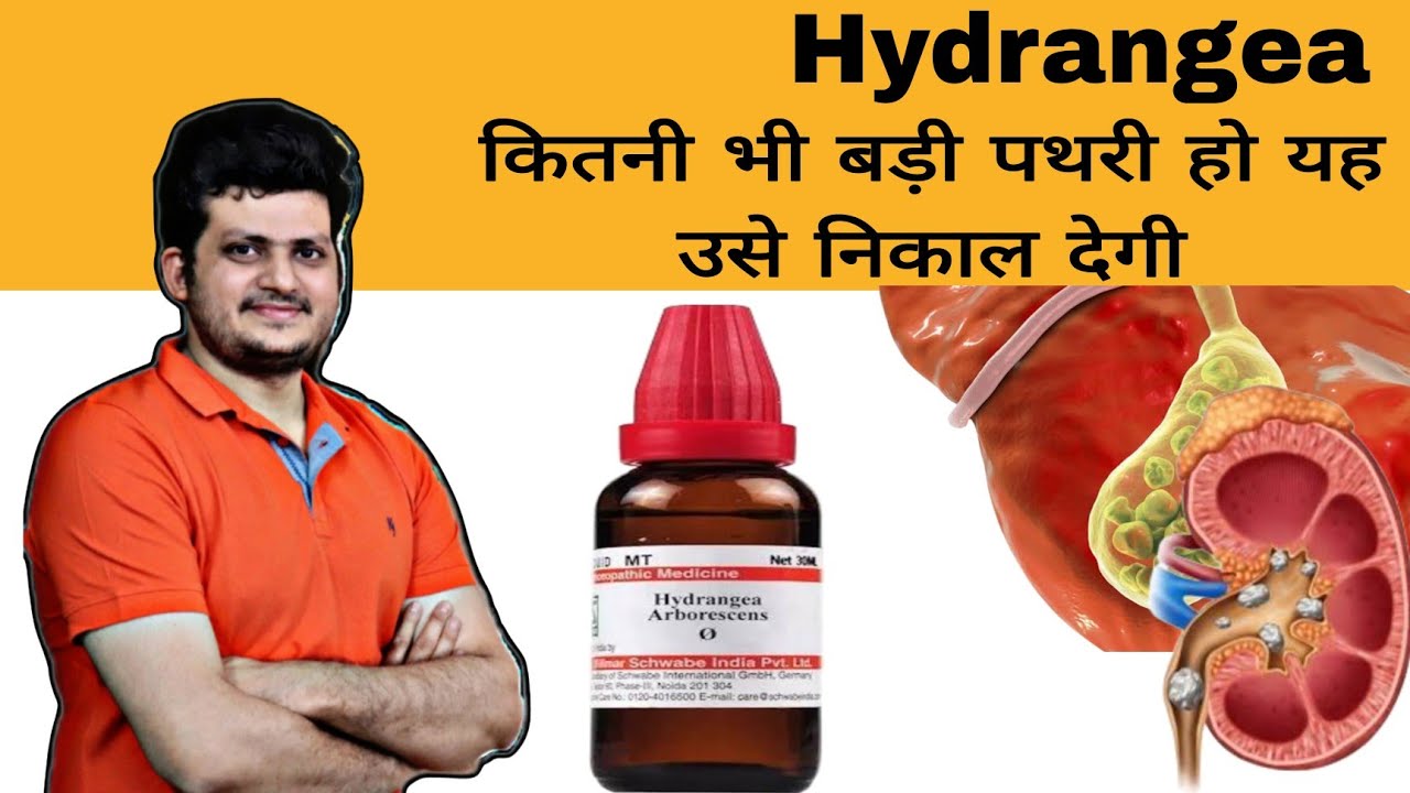 Hydrangea Homeopathic Medicine | कितनी भी बड़ी पथरी हो उसे निकाल देगी ? Kidney gallbladder stone |