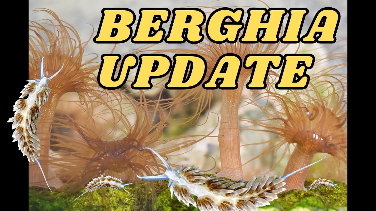 Berghia Nudibranchs Vs. Aiptasia: The Battle Updates