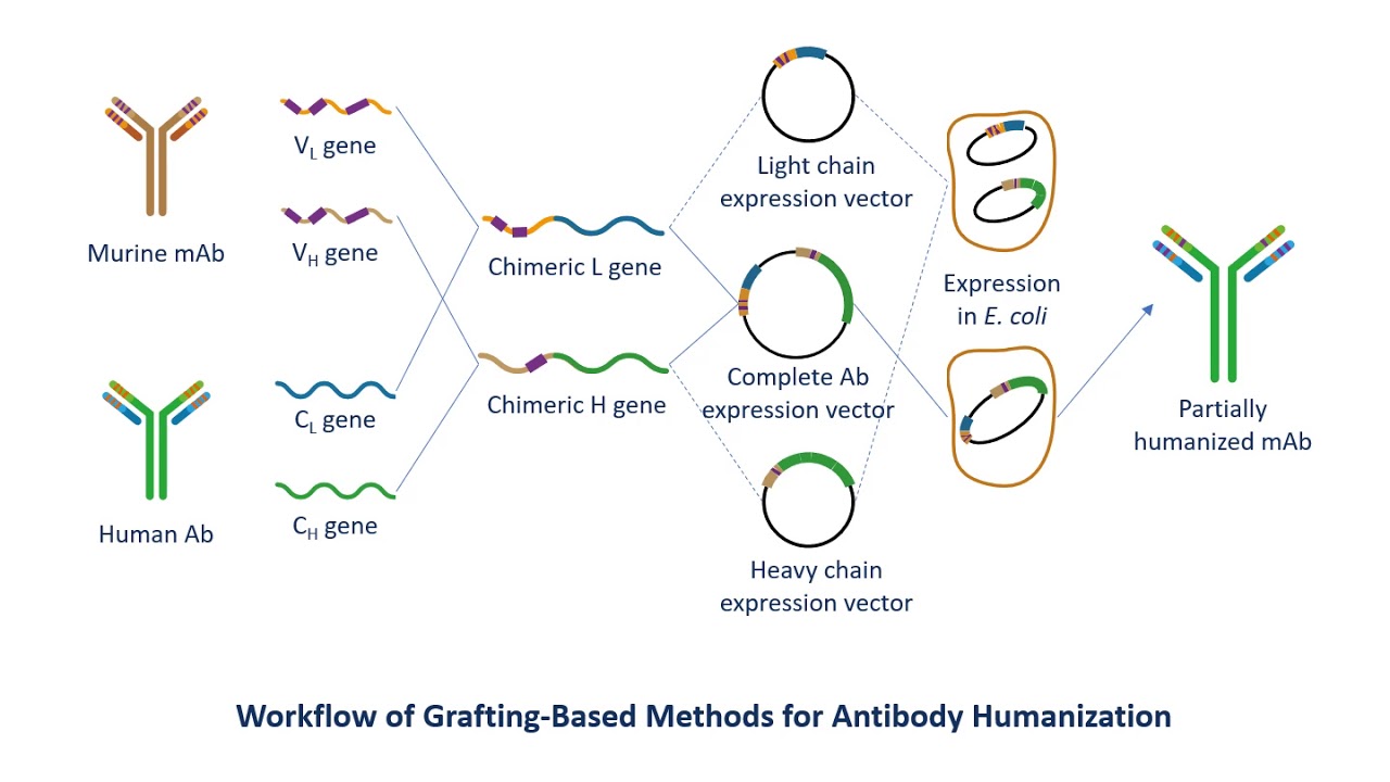 Antibody Humanization Service - Creative Biolabs (Updated Version)