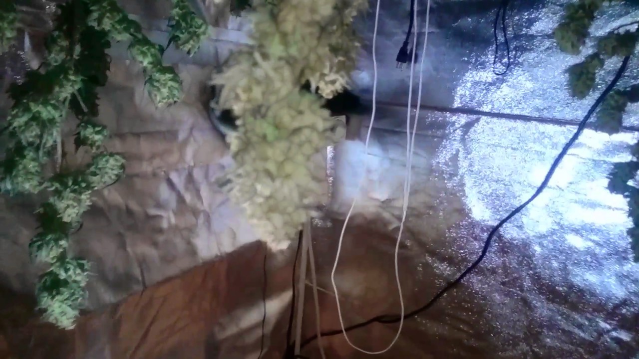 Incredible Bulk 61 days harvest