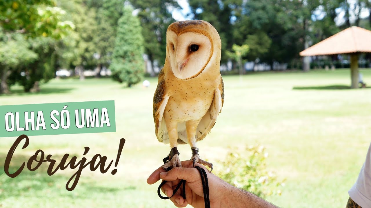 SAIBA MAIS SOBRE TER UMA CORUJA DE ESTIMAÇÃO 🦉