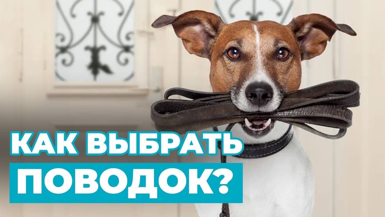 Как ПРАВИЛЬНО ВЫБРАТЬ ПОВОДОК для своего питомца❓ Лайфхаки для владельца