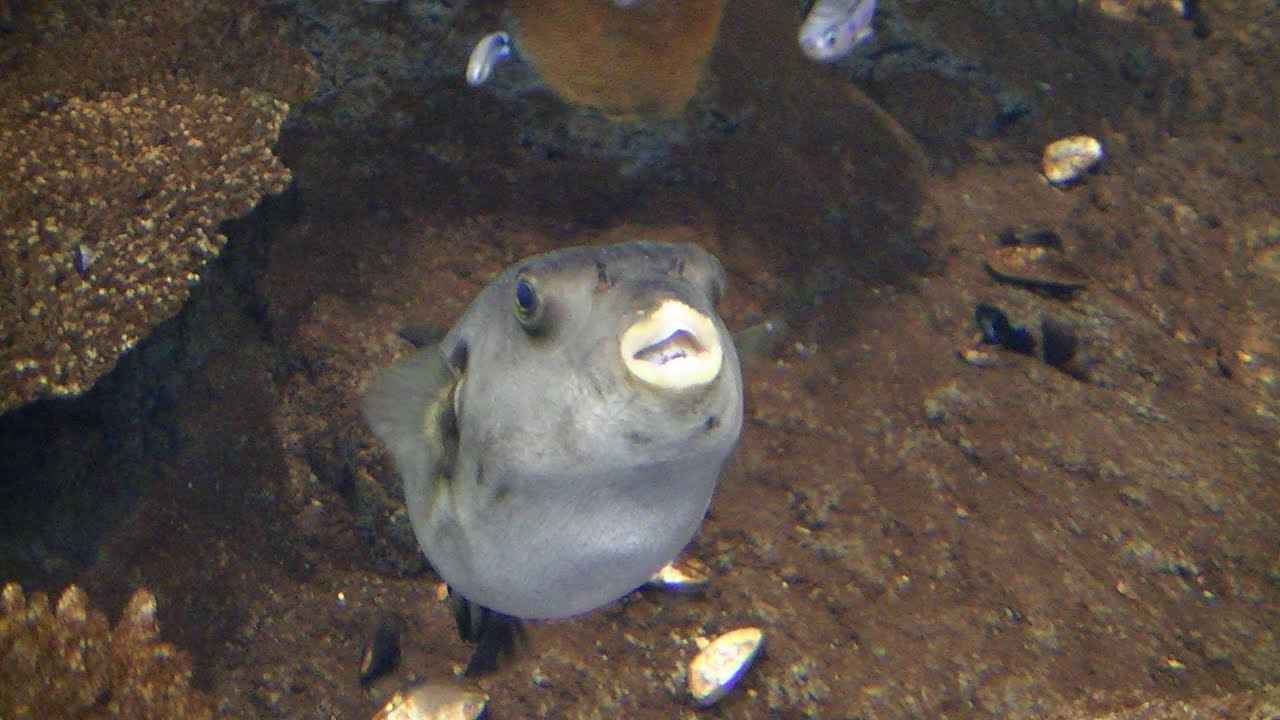 Afrykarium Oceanarium ZOO Wrocław