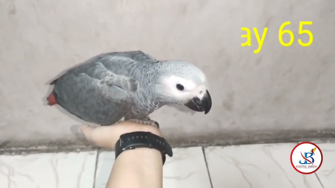 African Gray Parrot growth stages