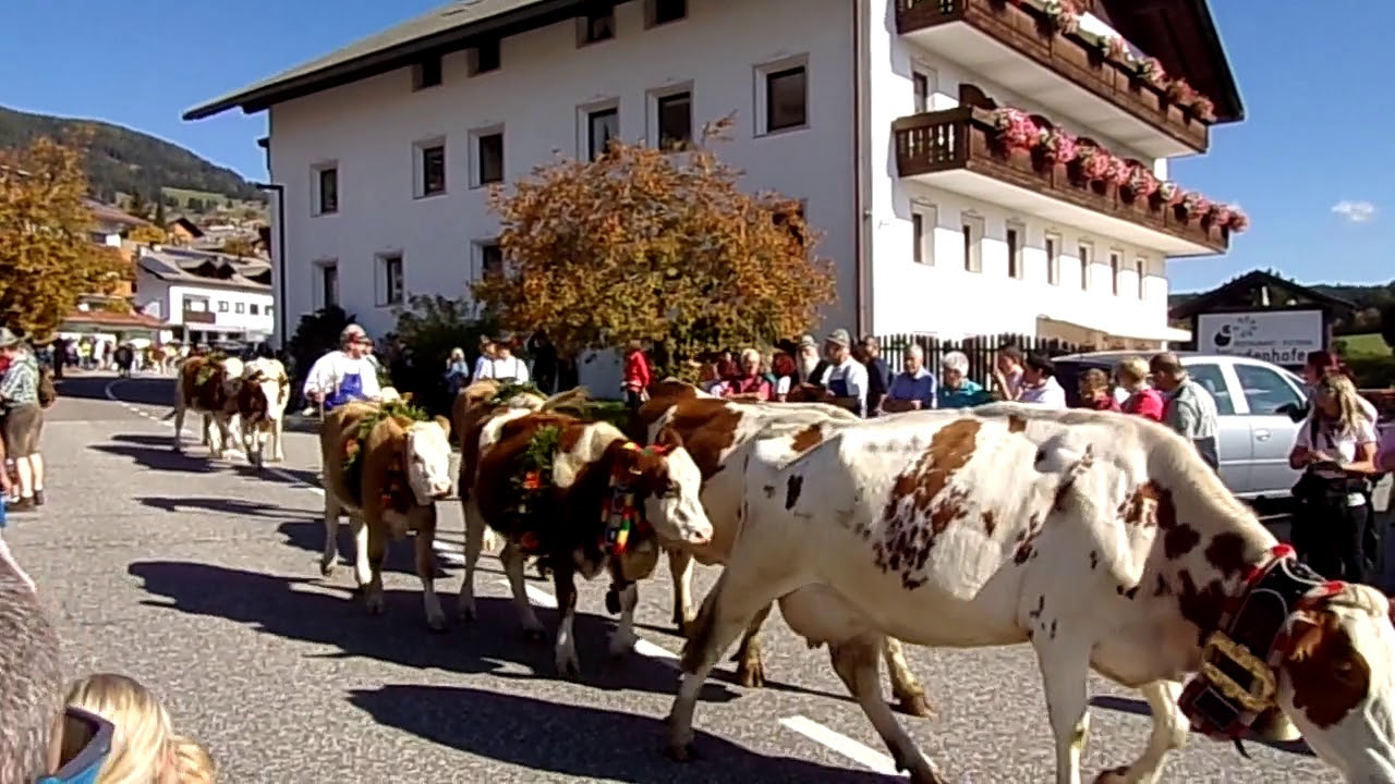 Almabtrieb in Terenten / Südtirol