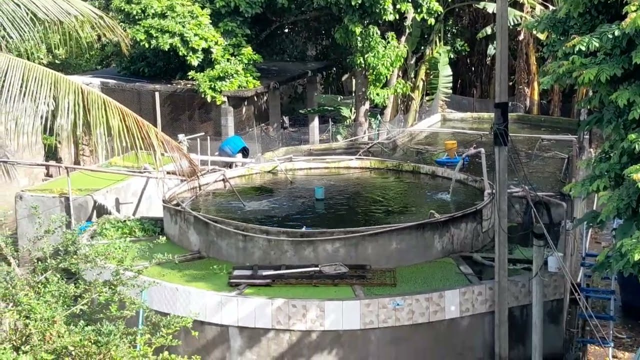criação de panga, piau e xira em tanques elevados