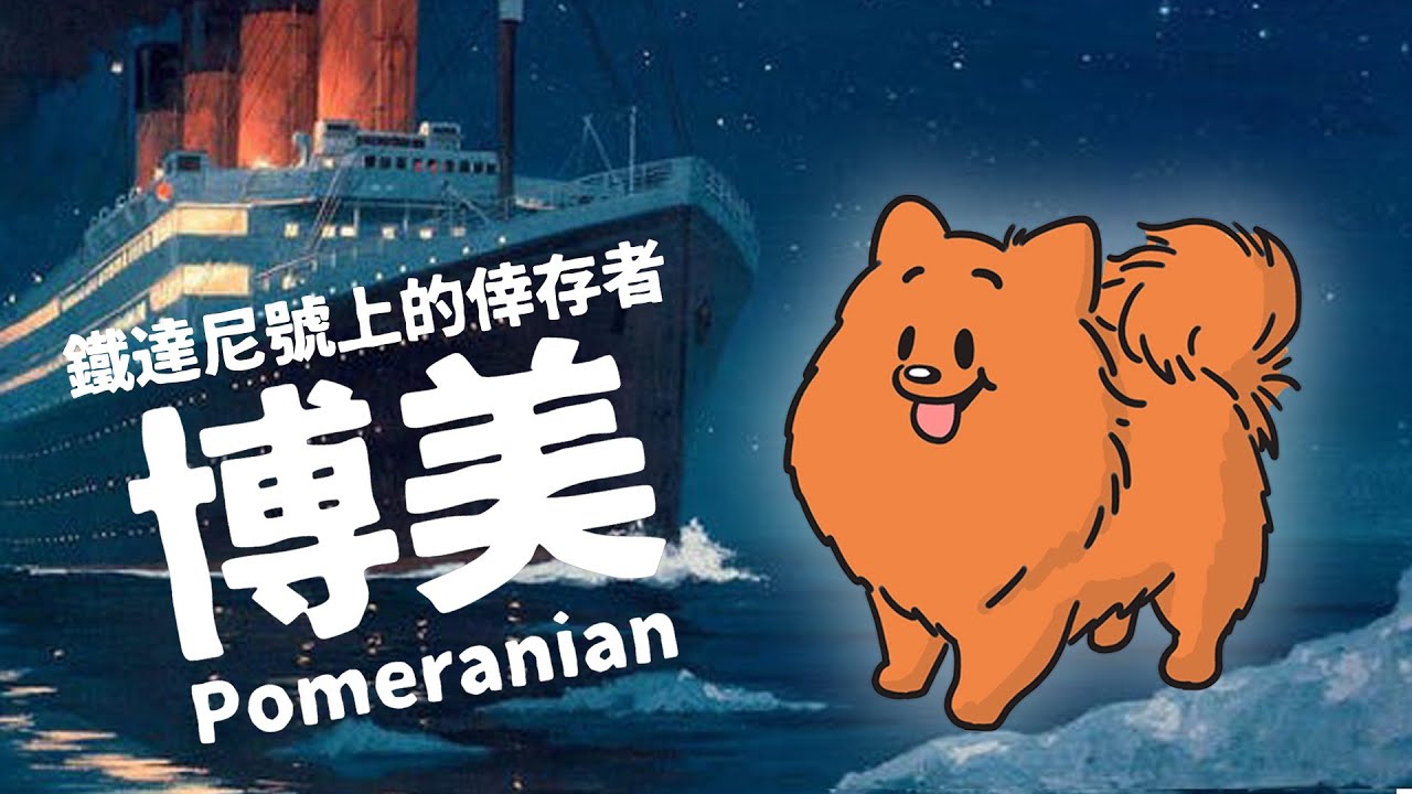 狗與鹿 ｜犬種的故事＃ 8 博美｜鐵達尼號上奇蹟獲救。小巧可愛拖慢人類科學進展200年？