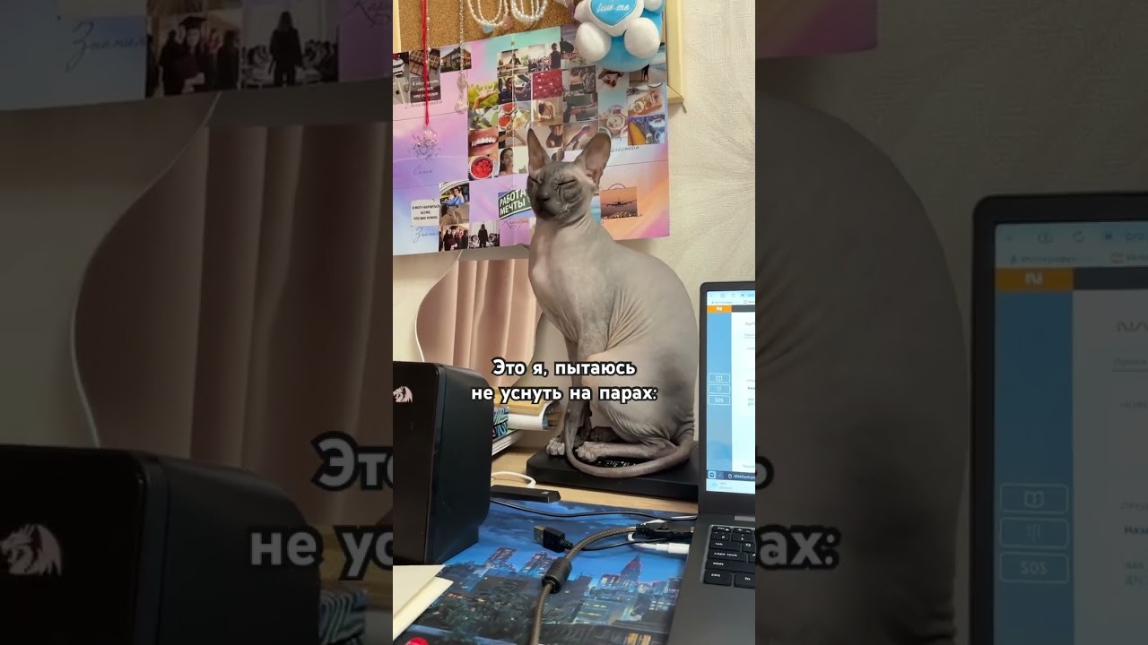 Но засыпаю 🥱 #shortsvideo #funny #humour #cat #catlover #humor #youtube