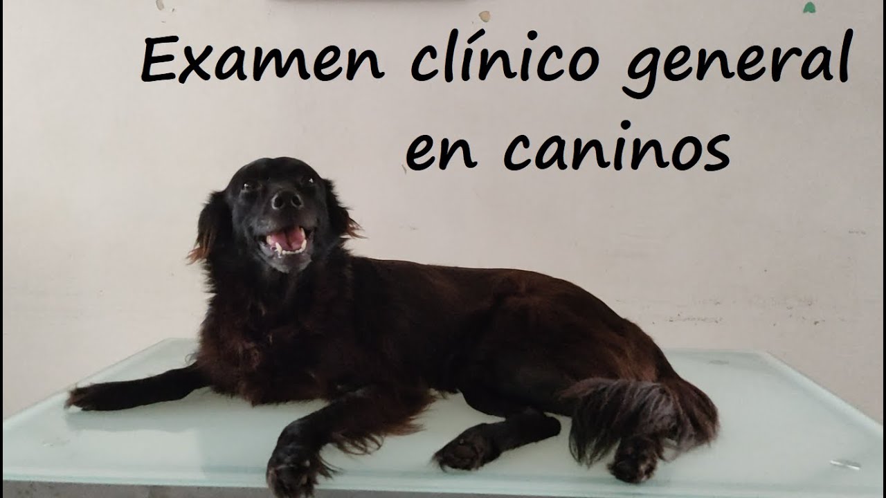 Examen clínico general de un canino