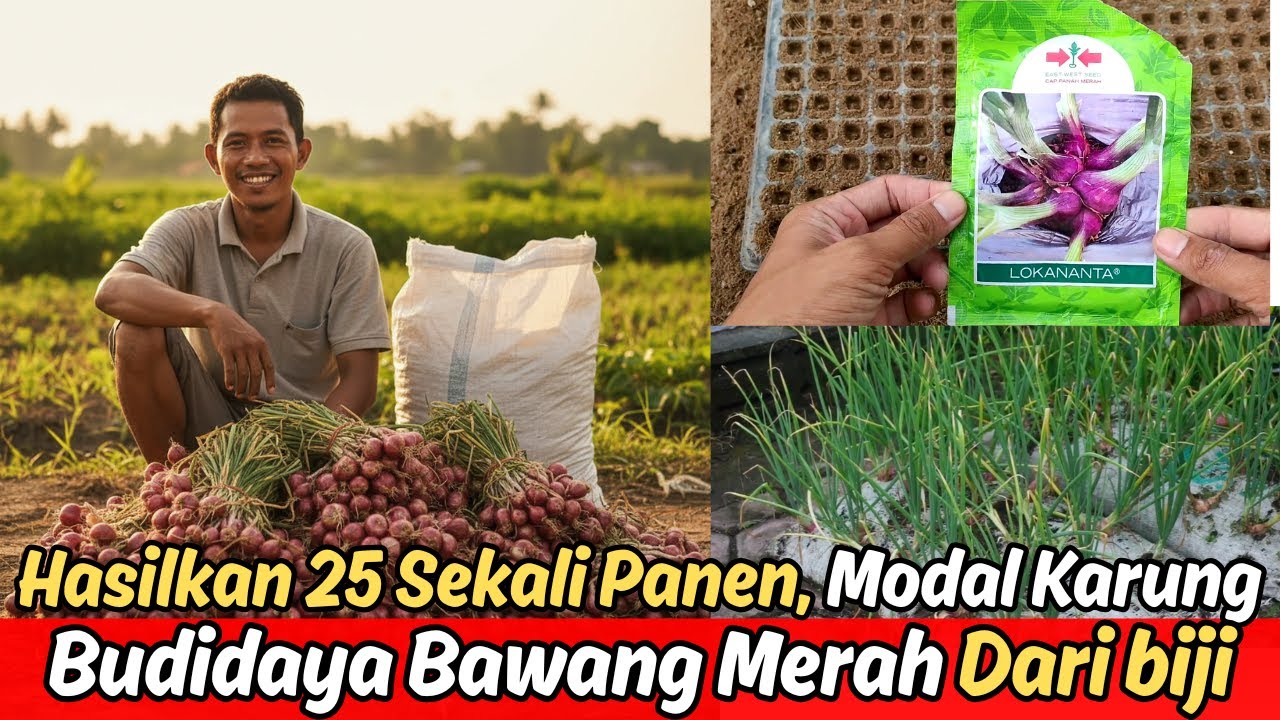 Hasilkan 25Jt Sekali Panen‼️“Budidaya Bawang Merah Sistem Karung: Modal Terjangkau,‼️