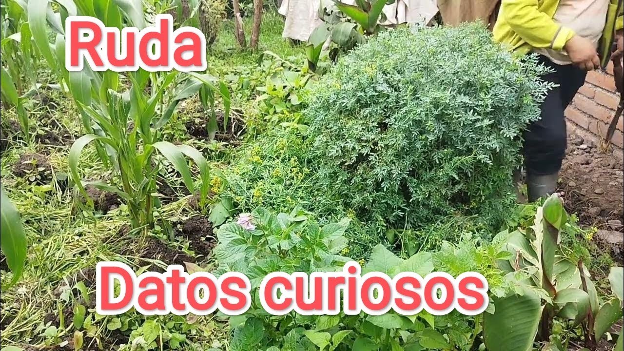 PODA DE LA RUDA Y DATOS CURIOSOS Q DEBES SABER DE ELLA 🌾🌿✂️ Plantitas Consuelo.
