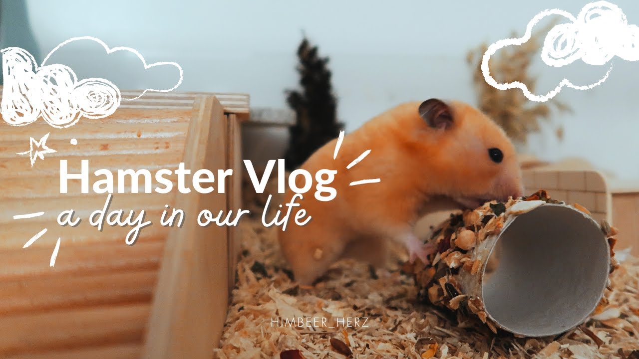 Snacks basteln für Goldhamster und Zwerghamster | Hamster Vlog