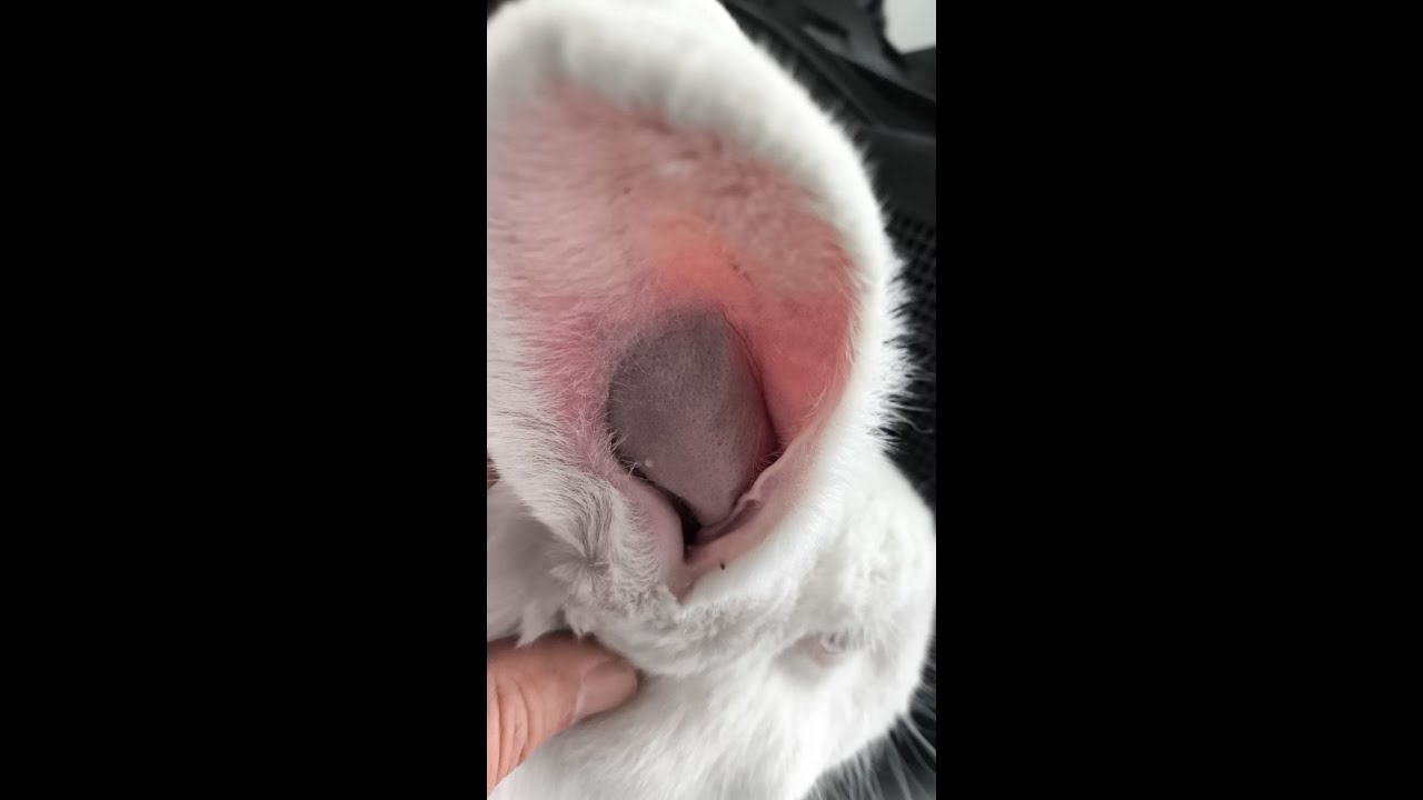 9 Afecciones en las orejas de los conejos