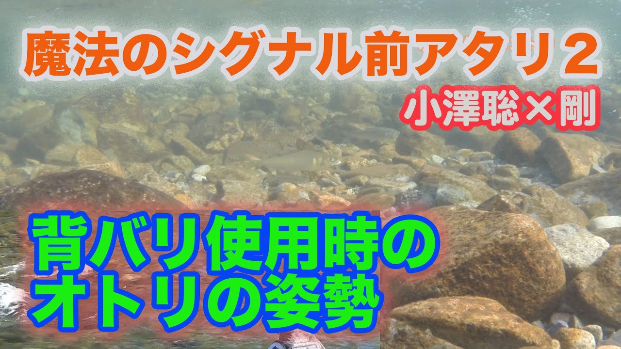 鮎釣り 小沢聡×剛前アタリ2 背バリ使用時のオトリの姿勢