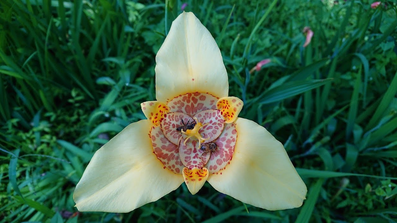 Oceloxóchitl (Tigridia pavonia)