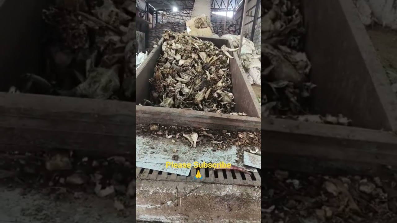 Dry Bone Crushing. Gel Bone #rendering #machine #mbm #poultryfeed #bones #crushing #shorts #collagen