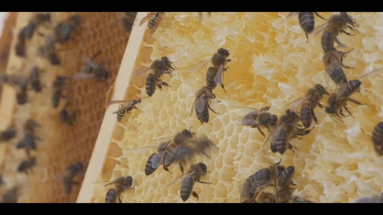 Islas Baleares Naturaleza y  Fauna, Abejas Polinizadoras 1 Parte